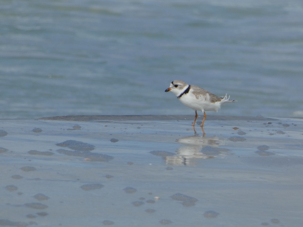 Piping Plover - ML618694857