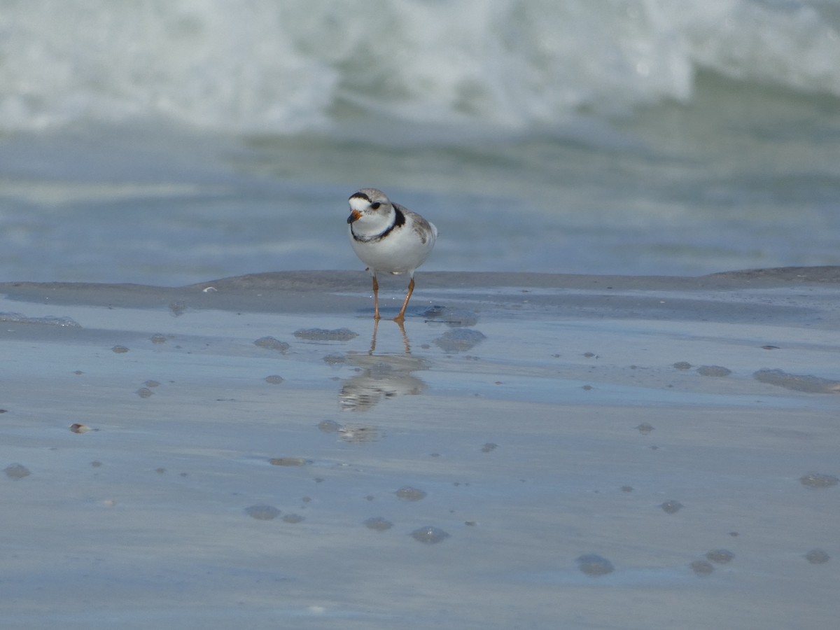 Piping Plover - Marieta Manolova