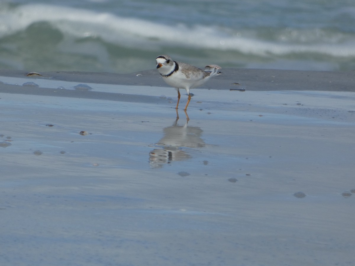 Piping Plover - ML618694859