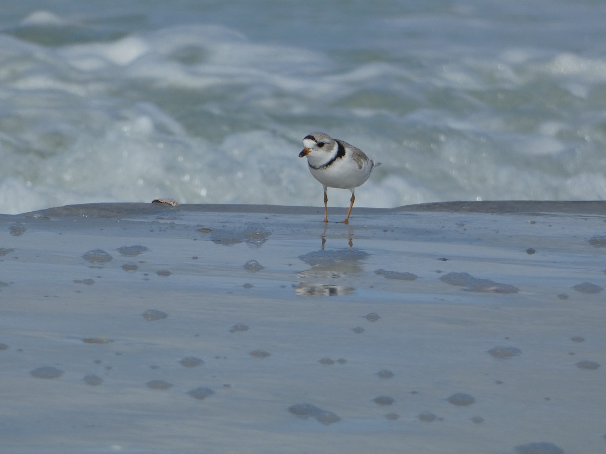 Piping Plover - ML618694862