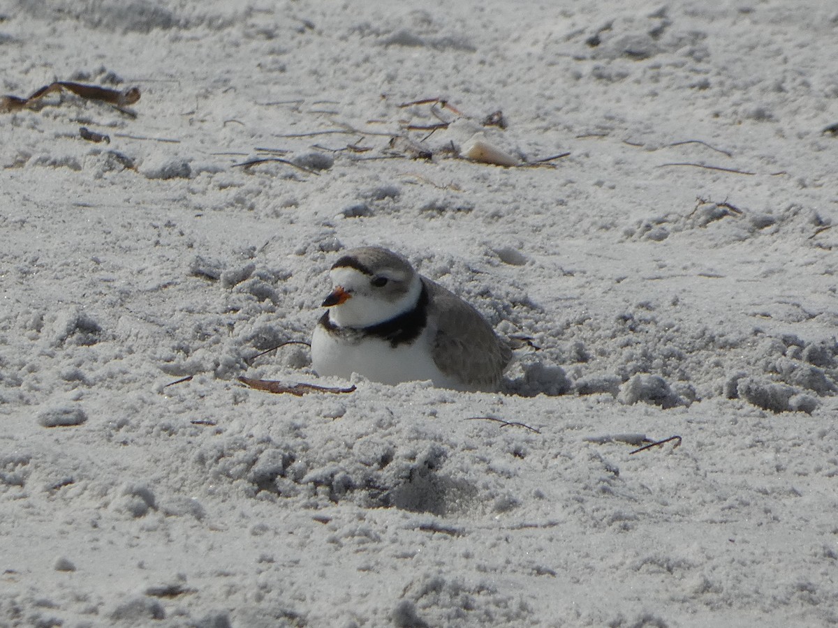 Piping Plover - ML618694865