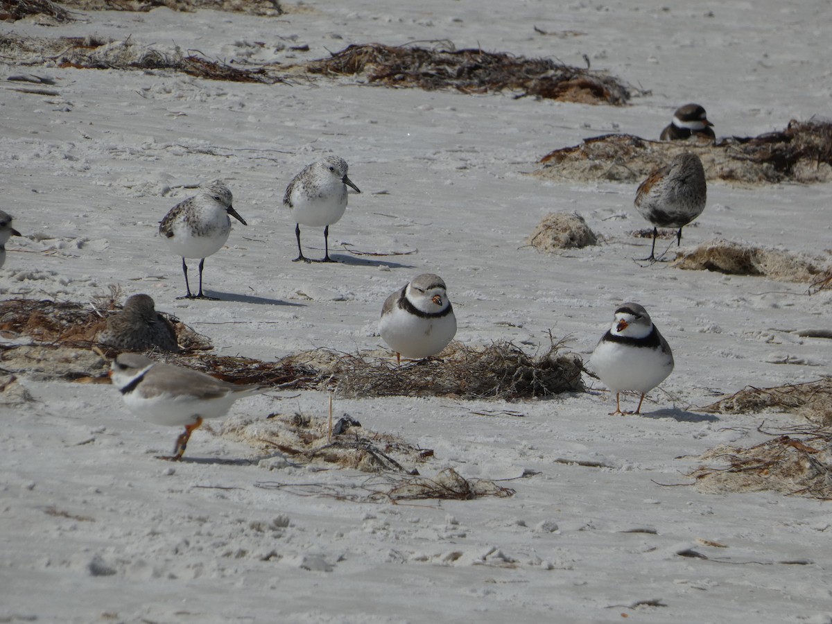 Piping Plover - Marieta Manolova