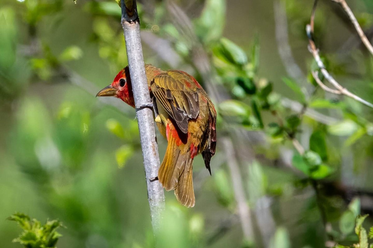 Piranga Roja - ML618694880