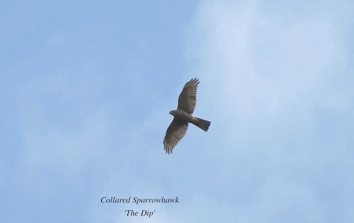 Collared Sparrowhawk - Marie Tarrant