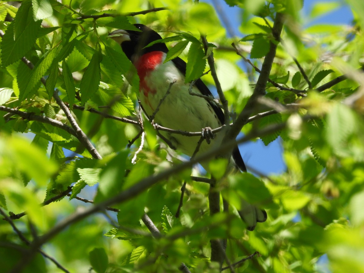 Rose-breasted Grosbeak - ML618694903