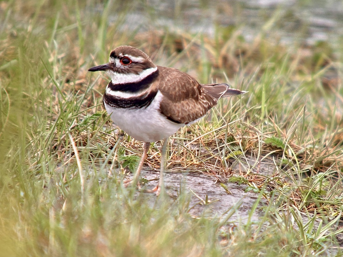 Killdeer - ML618694936