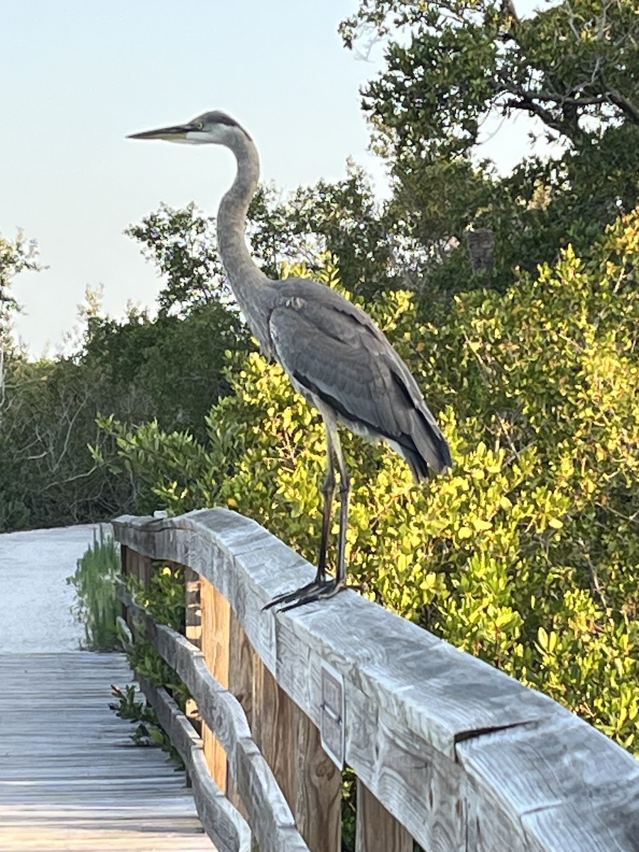 Great Blue Heron - ML618694990