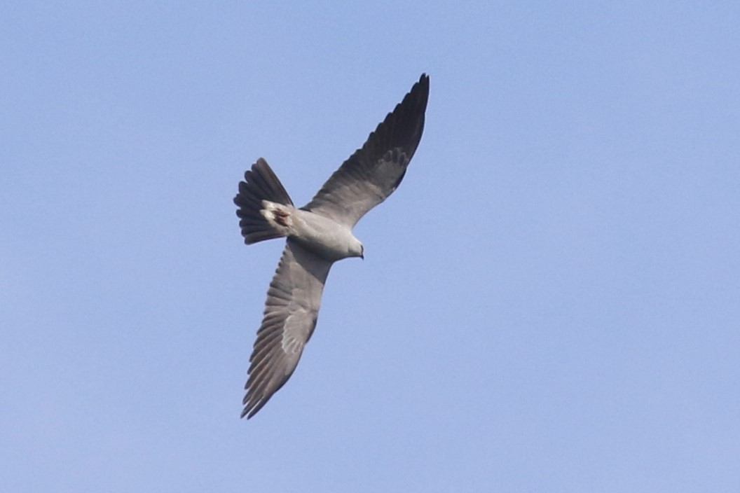 Mississippi Kite - ML618695004