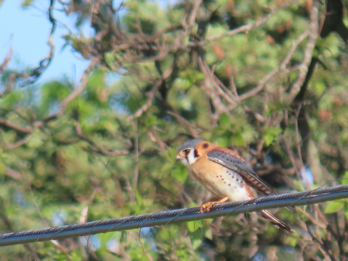 American Kestrel - ML618695094