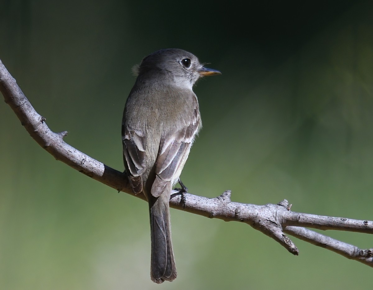 Gray Flycatcher - ML618695098