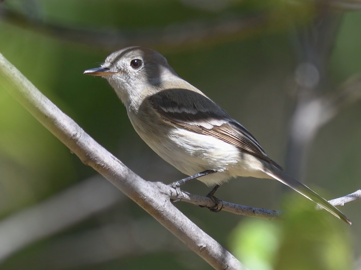 Gray Flycatcher - ML618695105