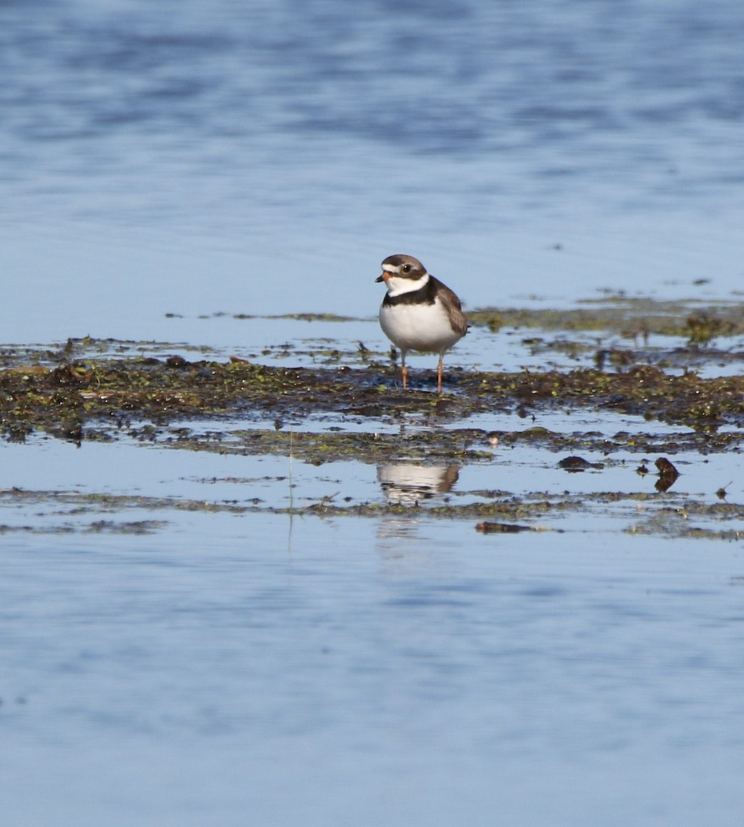 Semipalmated Plover - Marie-Josee D'Amour