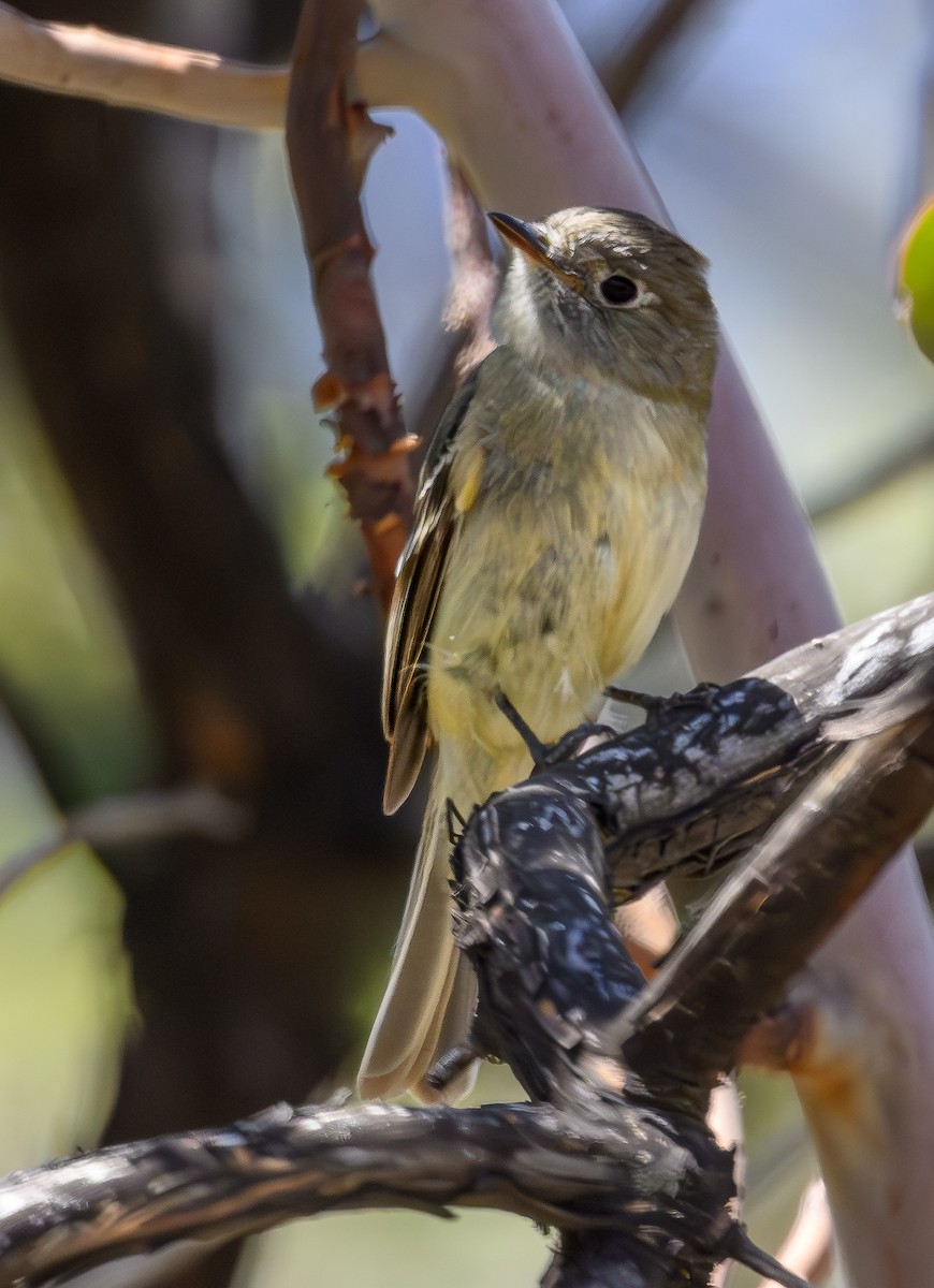 Dusky Flycatcher - Cecilia Riley