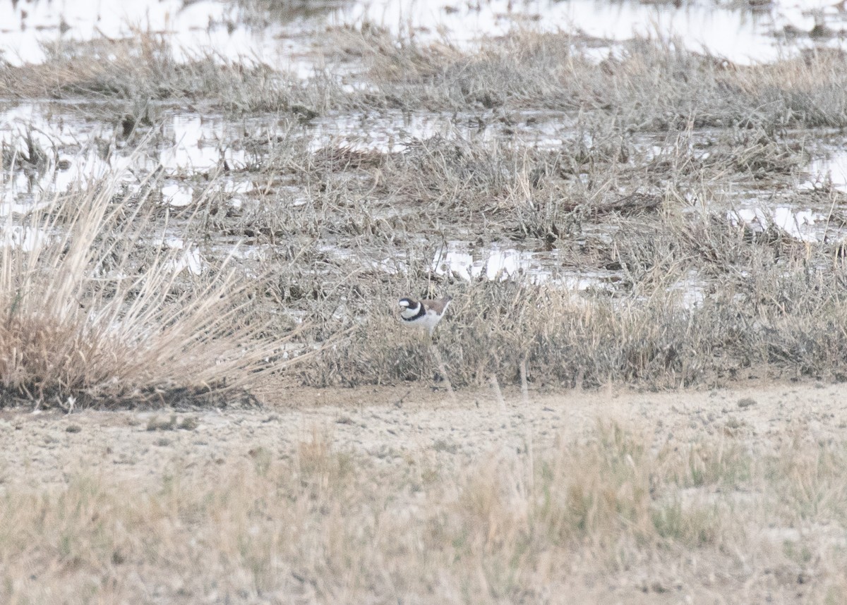 Semipalmated Plover - ML618695136