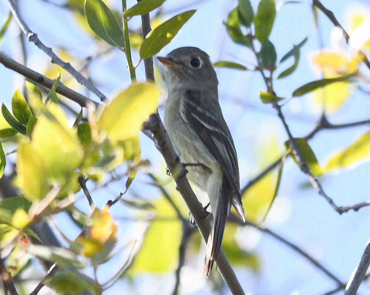 Dusky Flycatcher - ML618695144