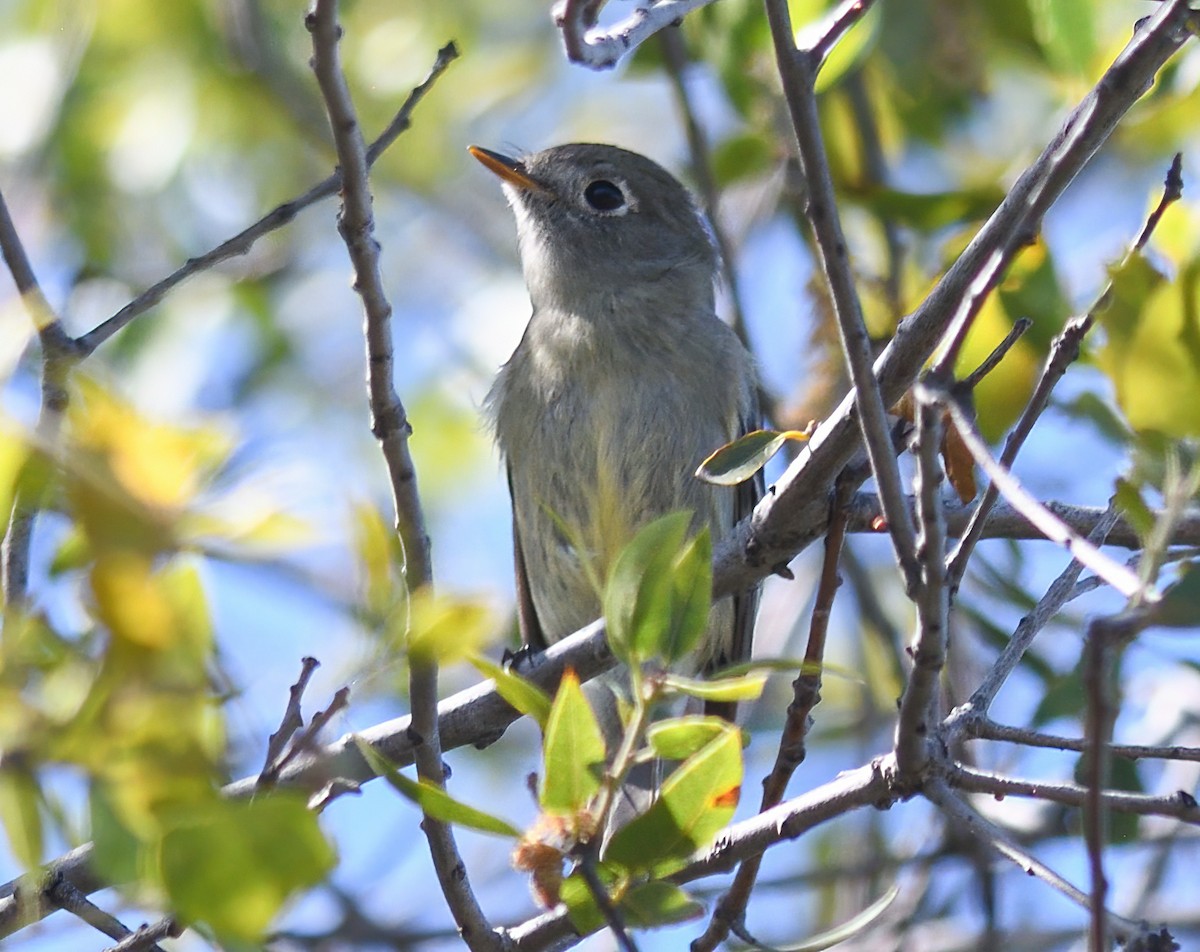 Dusky Flycatcher - Jerry Ting