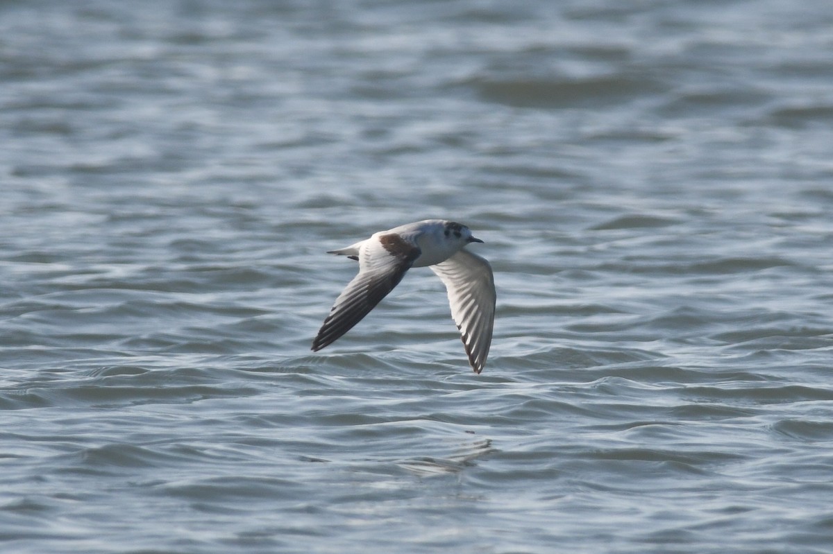 Little Gull - ML618695150