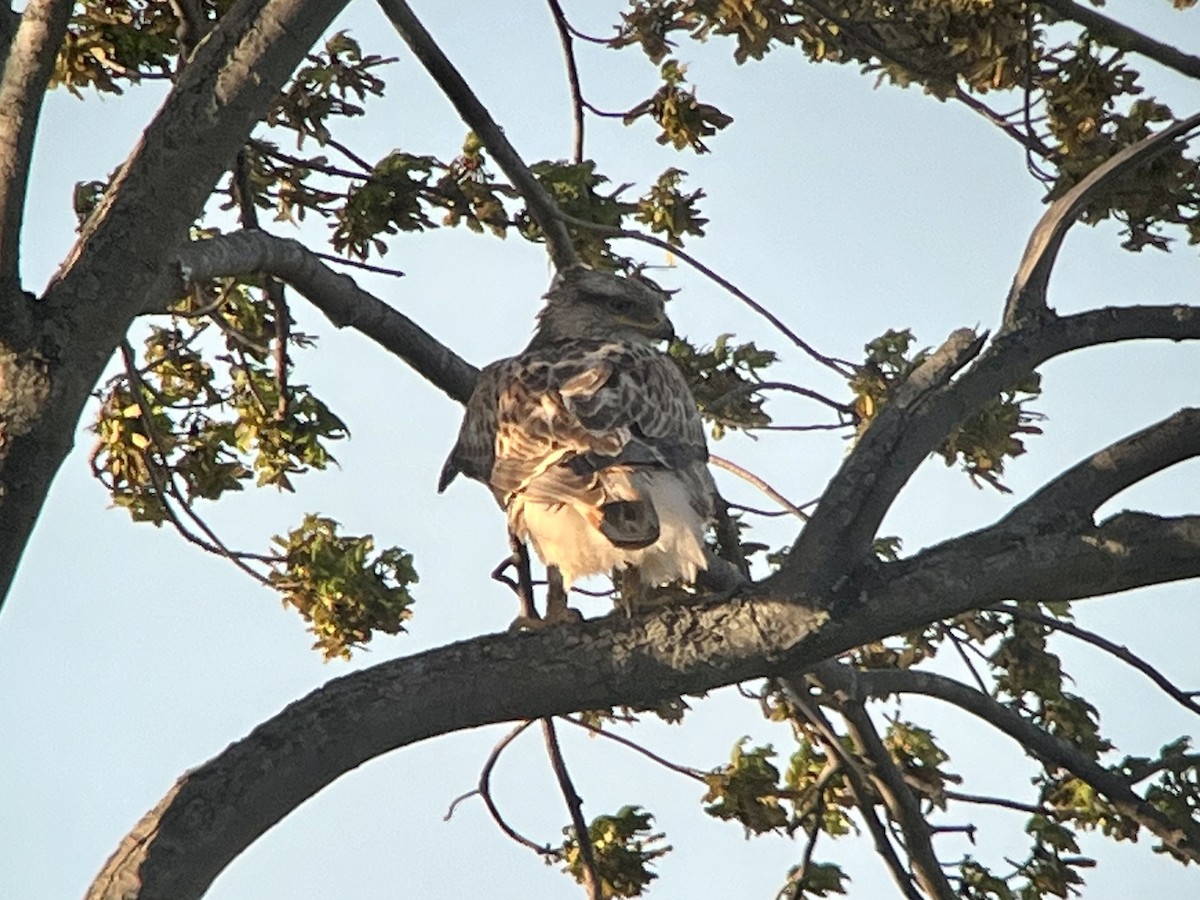 Ferruginous Hawk - ML618695186