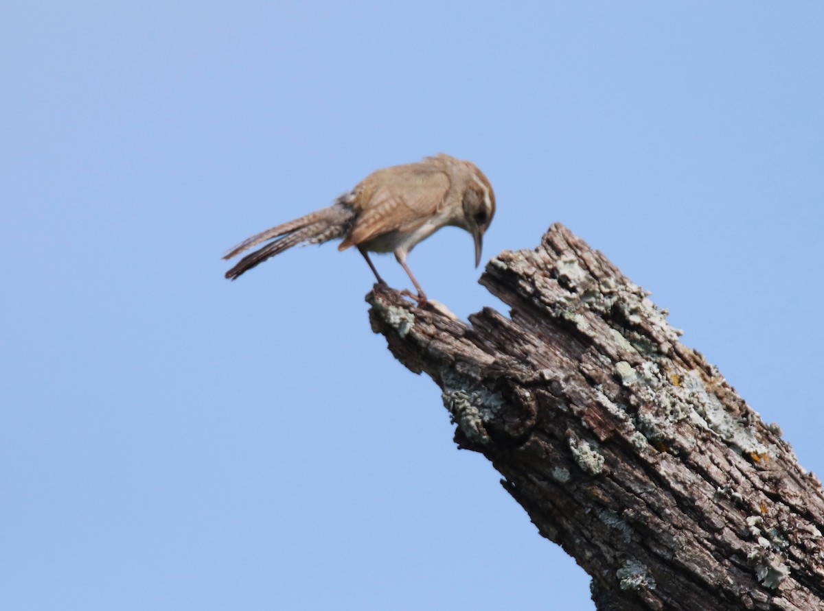 Bewick's Wren - ML618695188