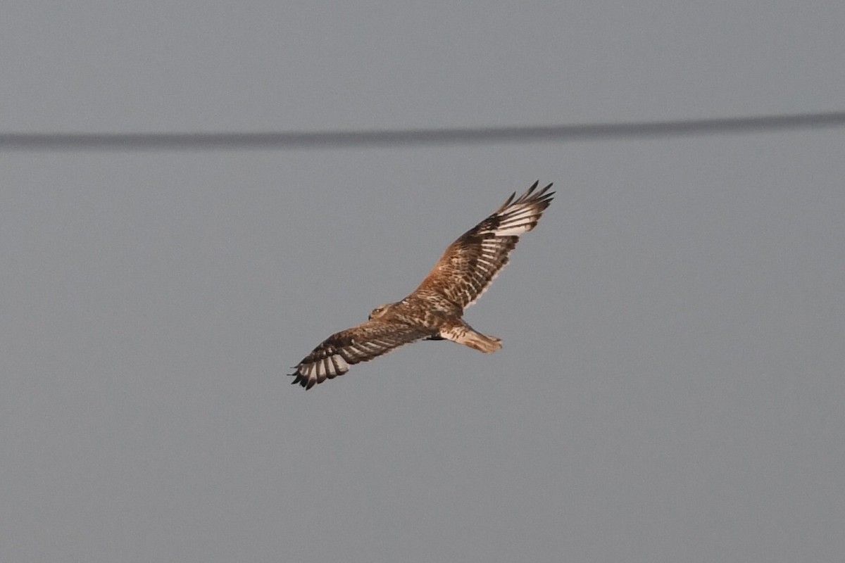 Ferruginous Hawk - ML618695190