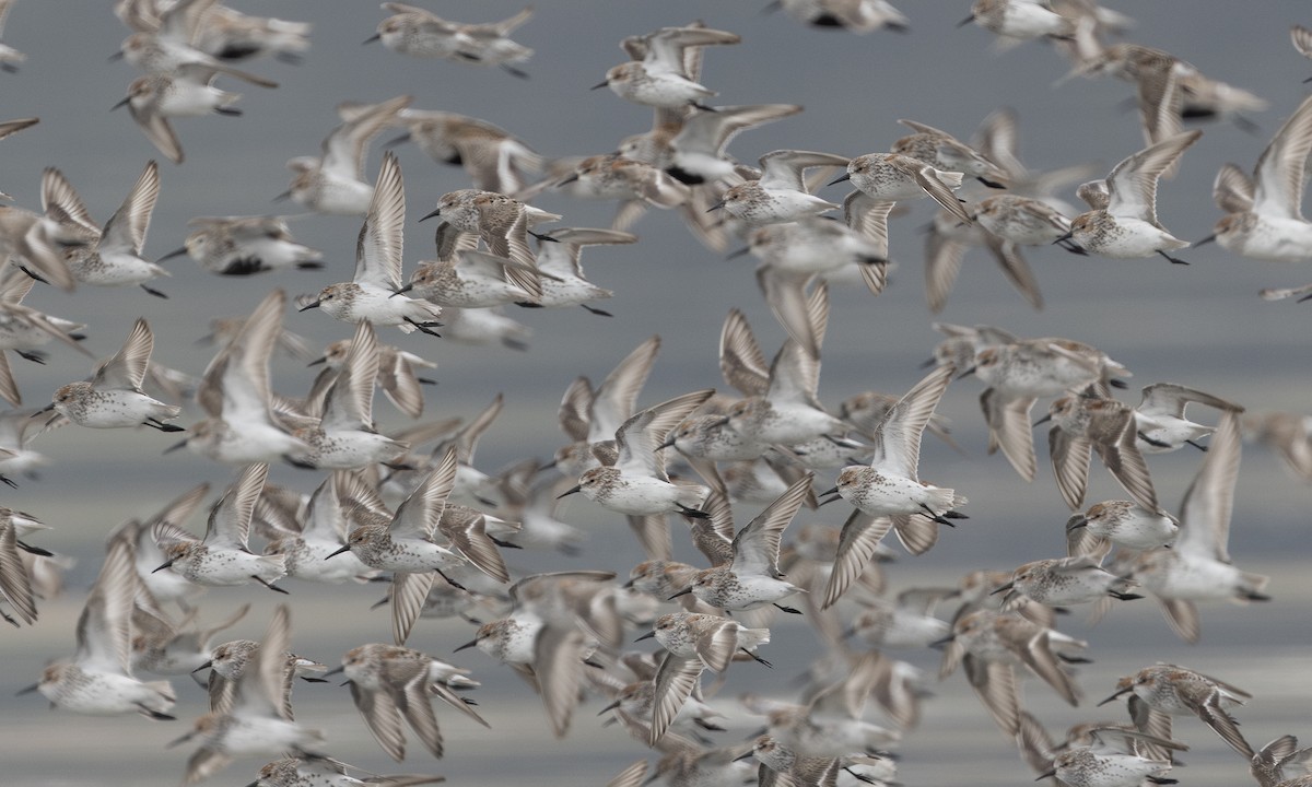 Western Sandpiper - Zak Pohlen