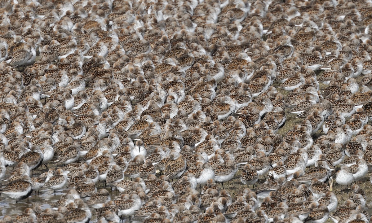 Western Sandpiper - Zak Pohlen