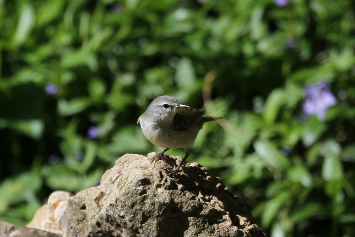 Tennessee Warbler - ML618695228