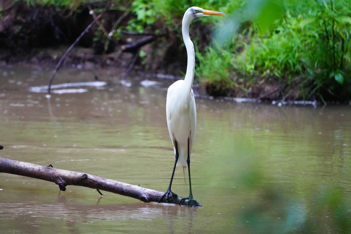 Great Egret - ML618695229