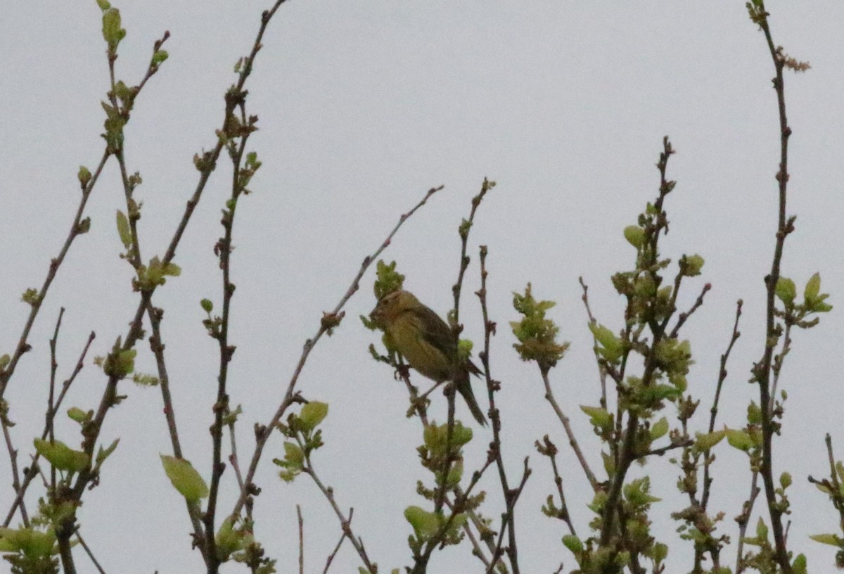 bobolink americký - ML618695243