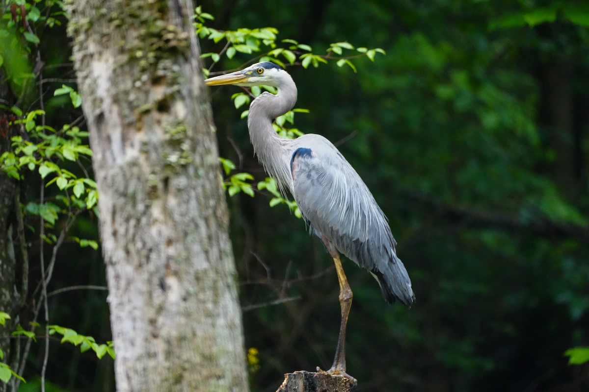 Great Blue Heron - ML618695259