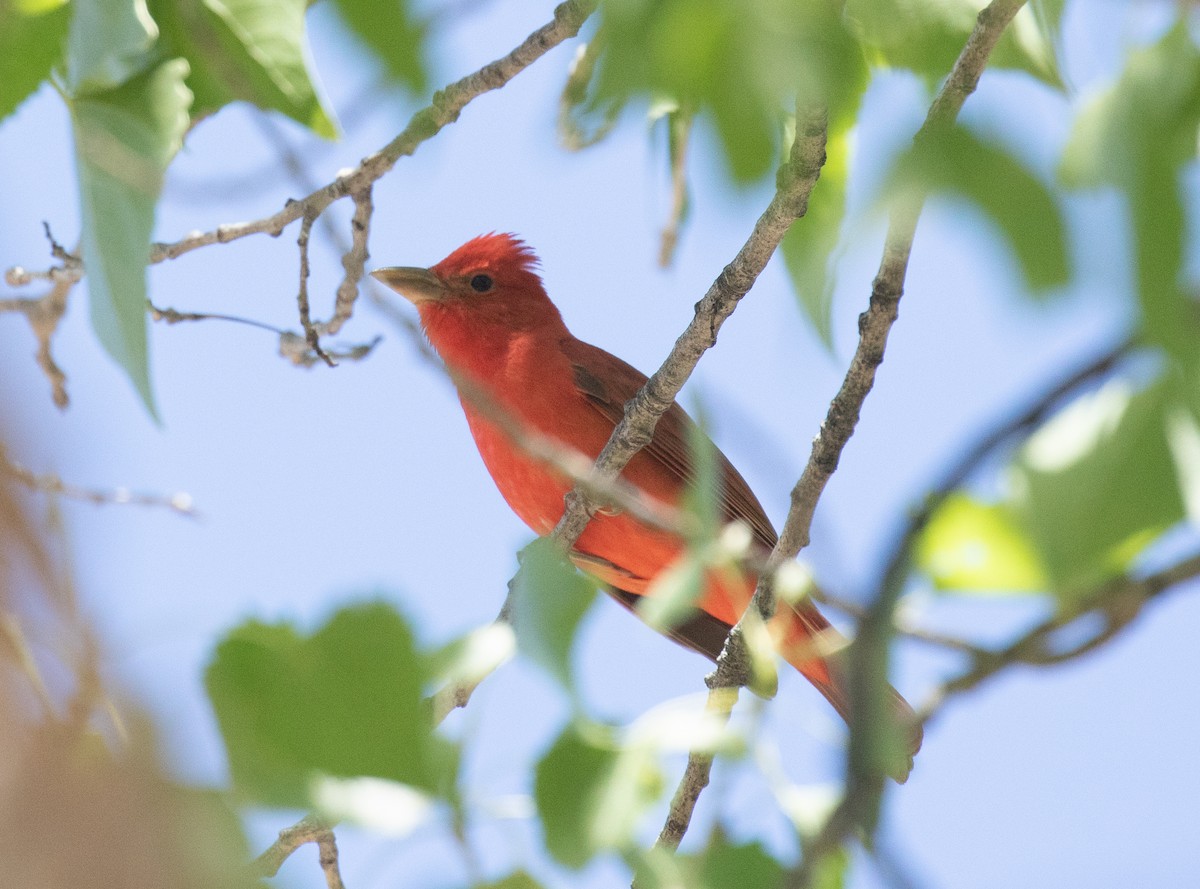 Summer Tanager - Liam Huber
