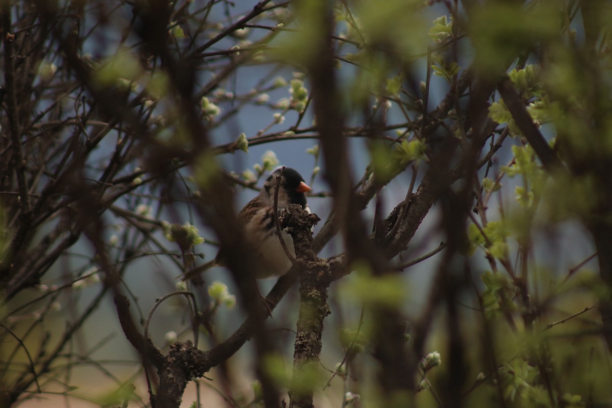 Harris's Sparrow - ML618695275