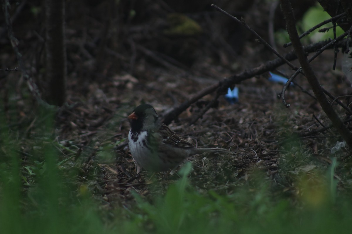 Harris's Sparrow - ML618695276