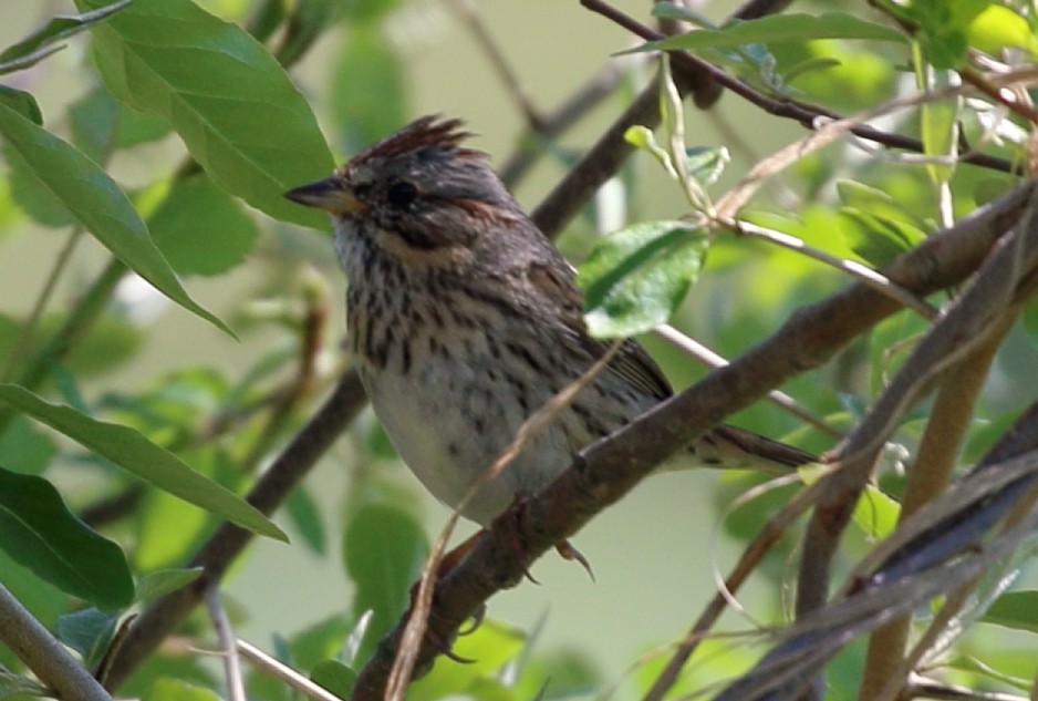 Lincoln's Sparrow - Kim Weeks