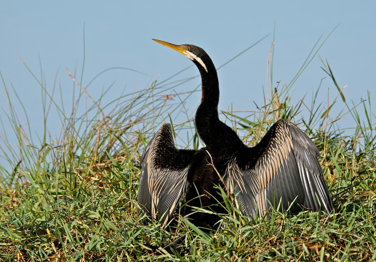 anhinga australská - ML618695302