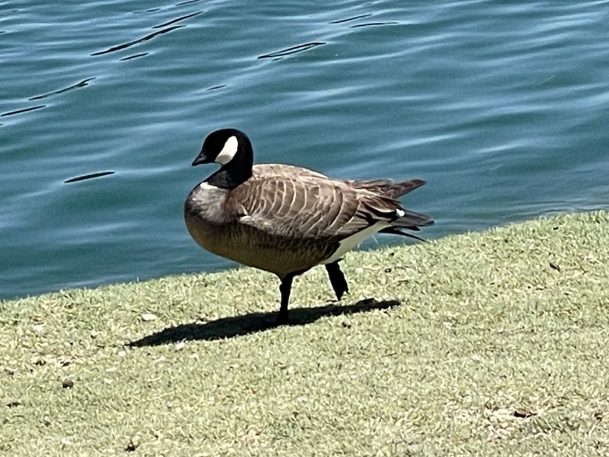 Cackling Goose - ML618695303