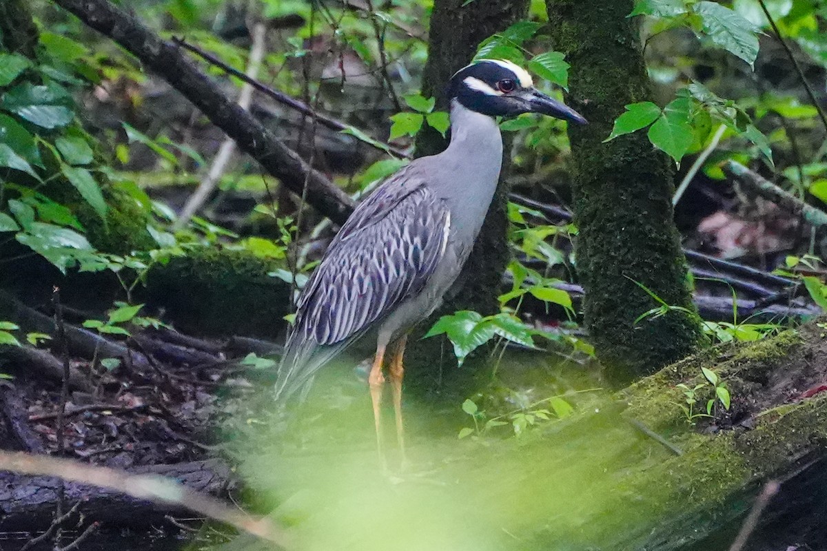 Yellow-crowned Night Heron - ML618695316