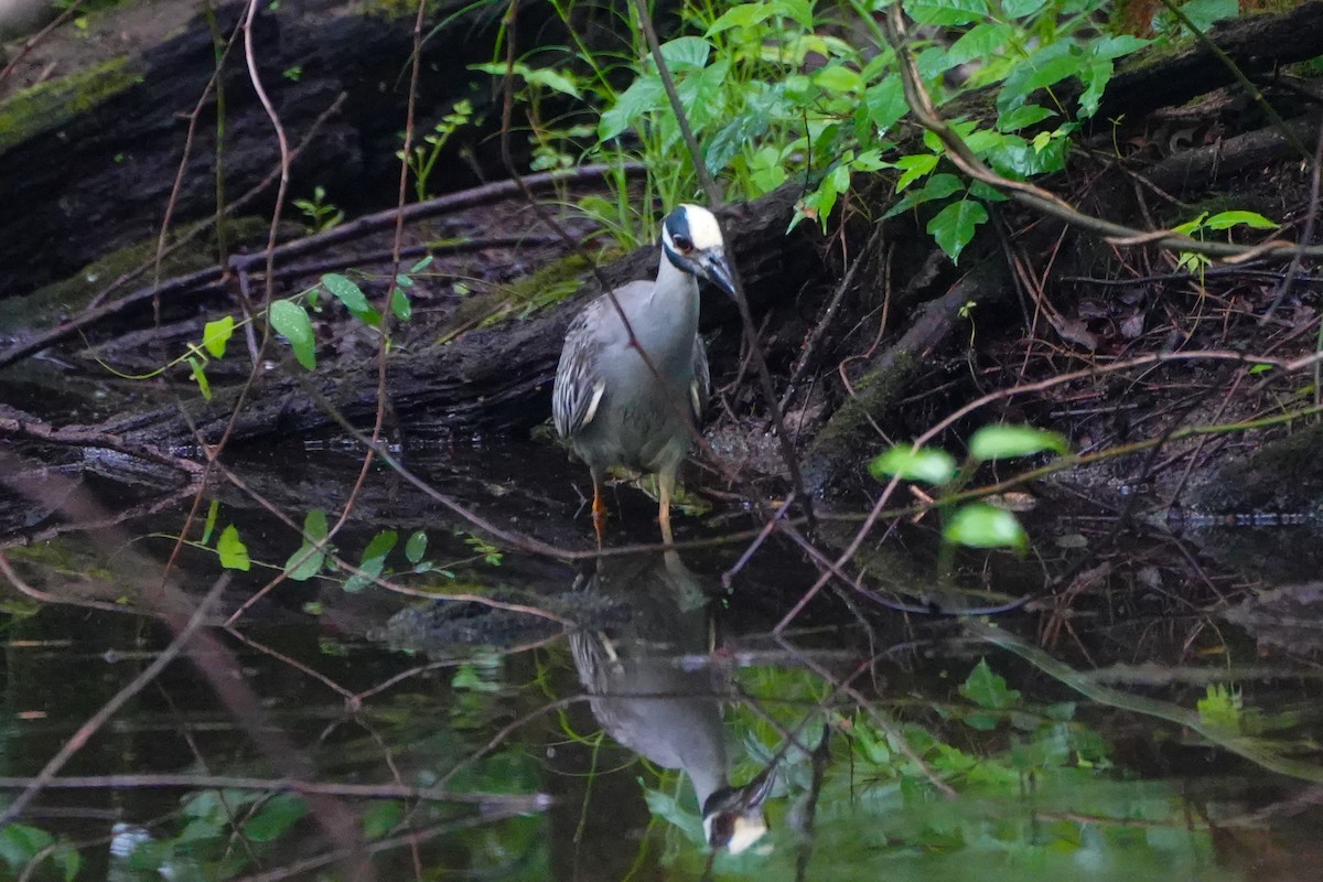 Yellow-crowned Night Heron - ML618695321