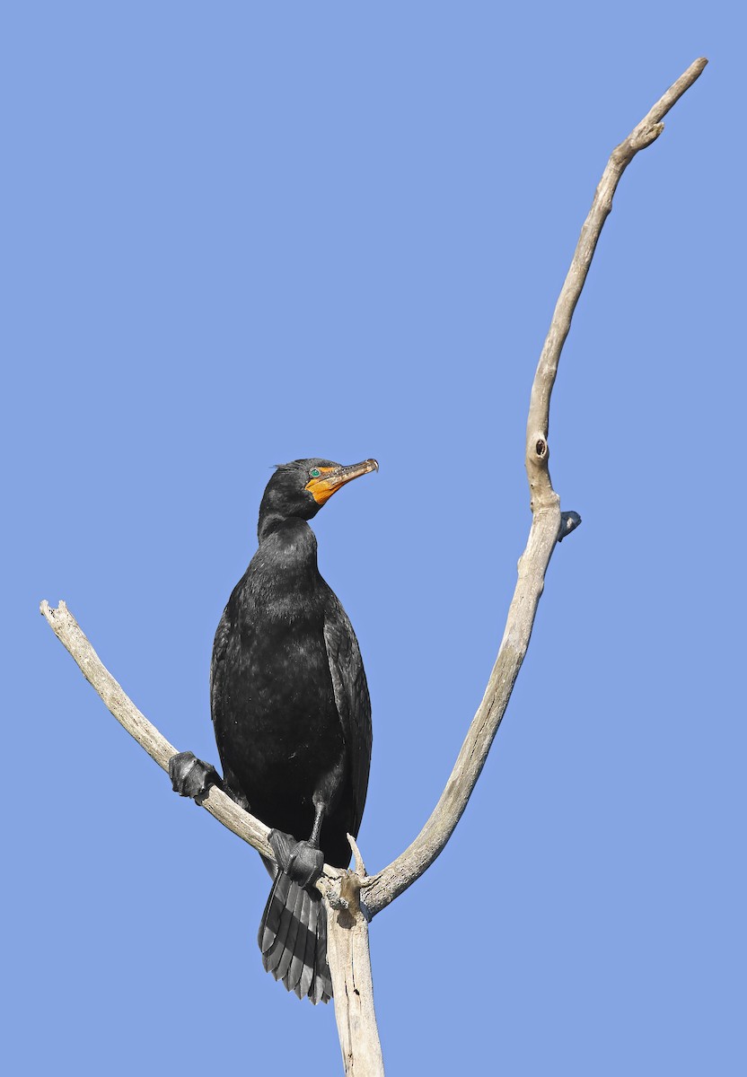 Double-crested Cormorant - ML618695335