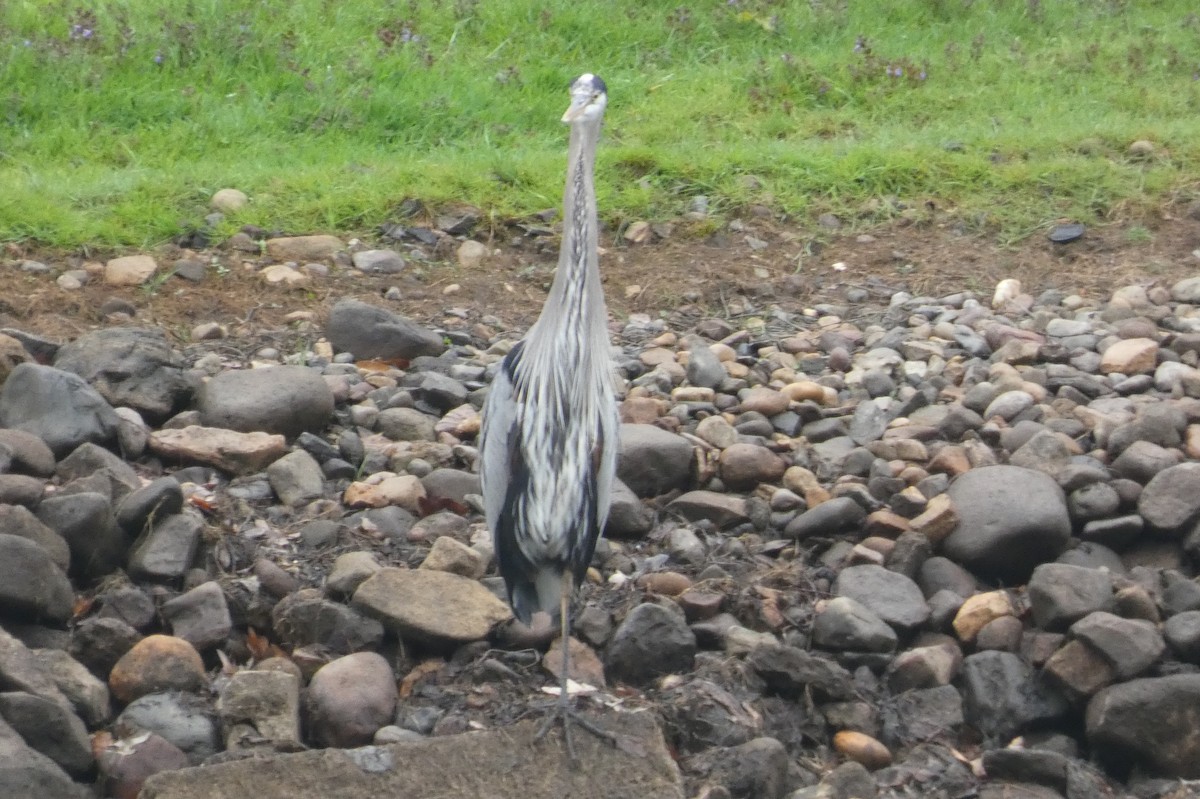 Great Blue Heron - Anonymous