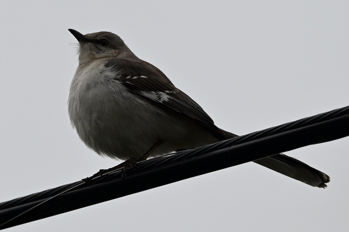 Northern Mockingbird - Ben Dixon