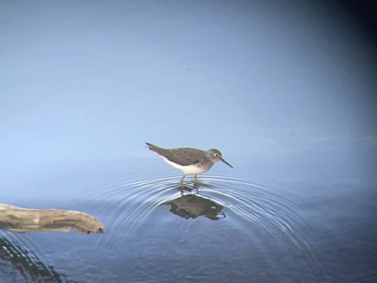 Solitary Sandpiper - Seth Buddy