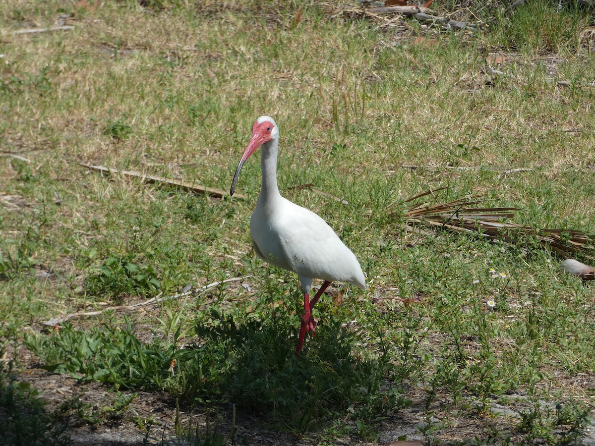 ibis bílý - ML618695389