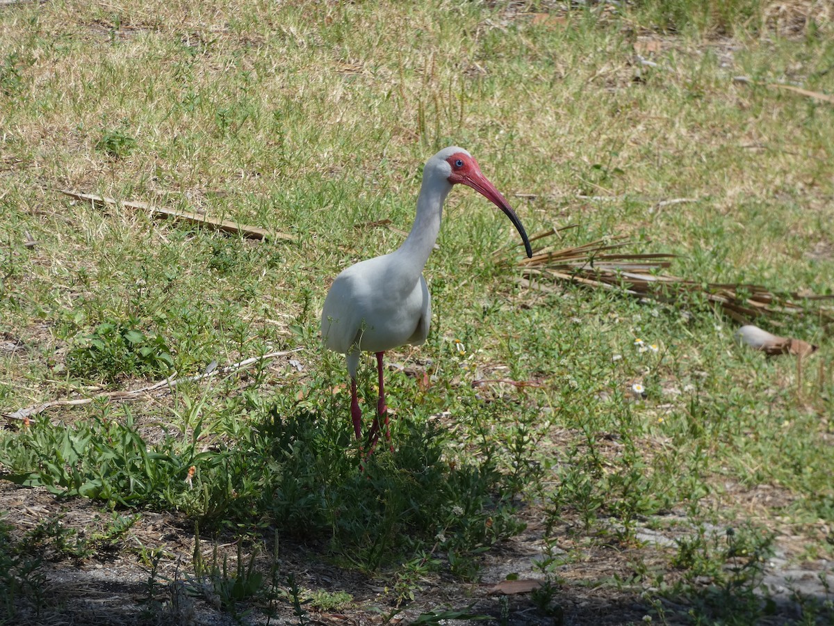 ibis bílý - ML618695390