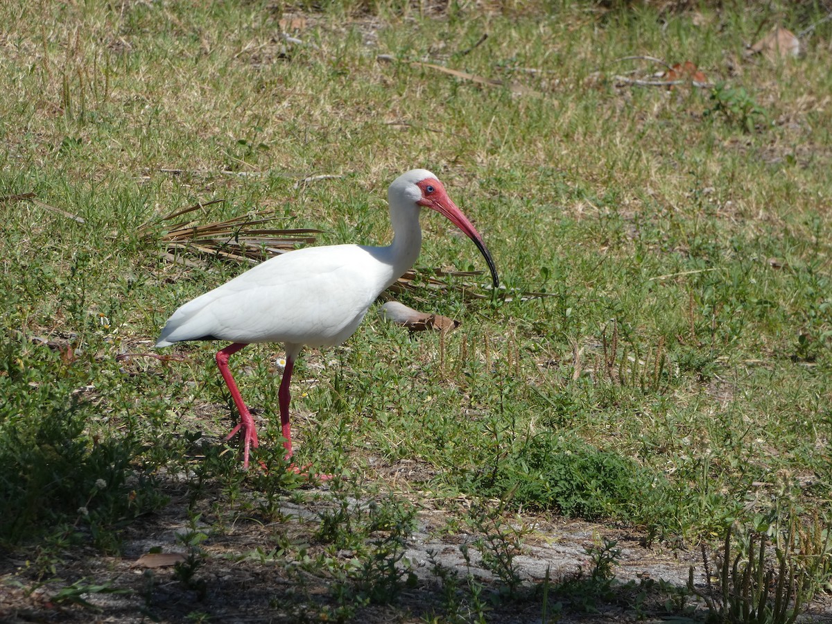 ibis bílý - ML618695391