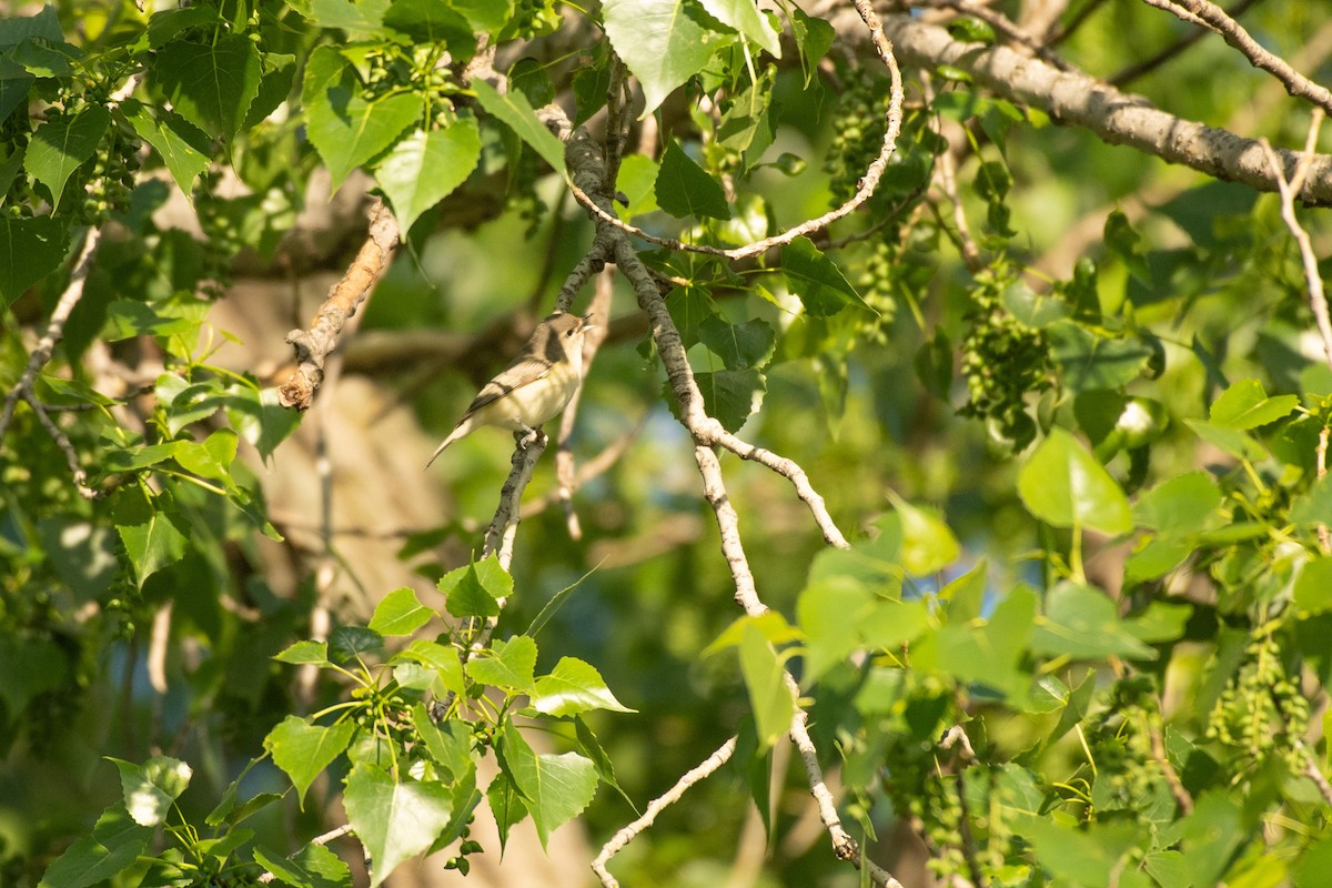 Warbling Vireo - ML618695411