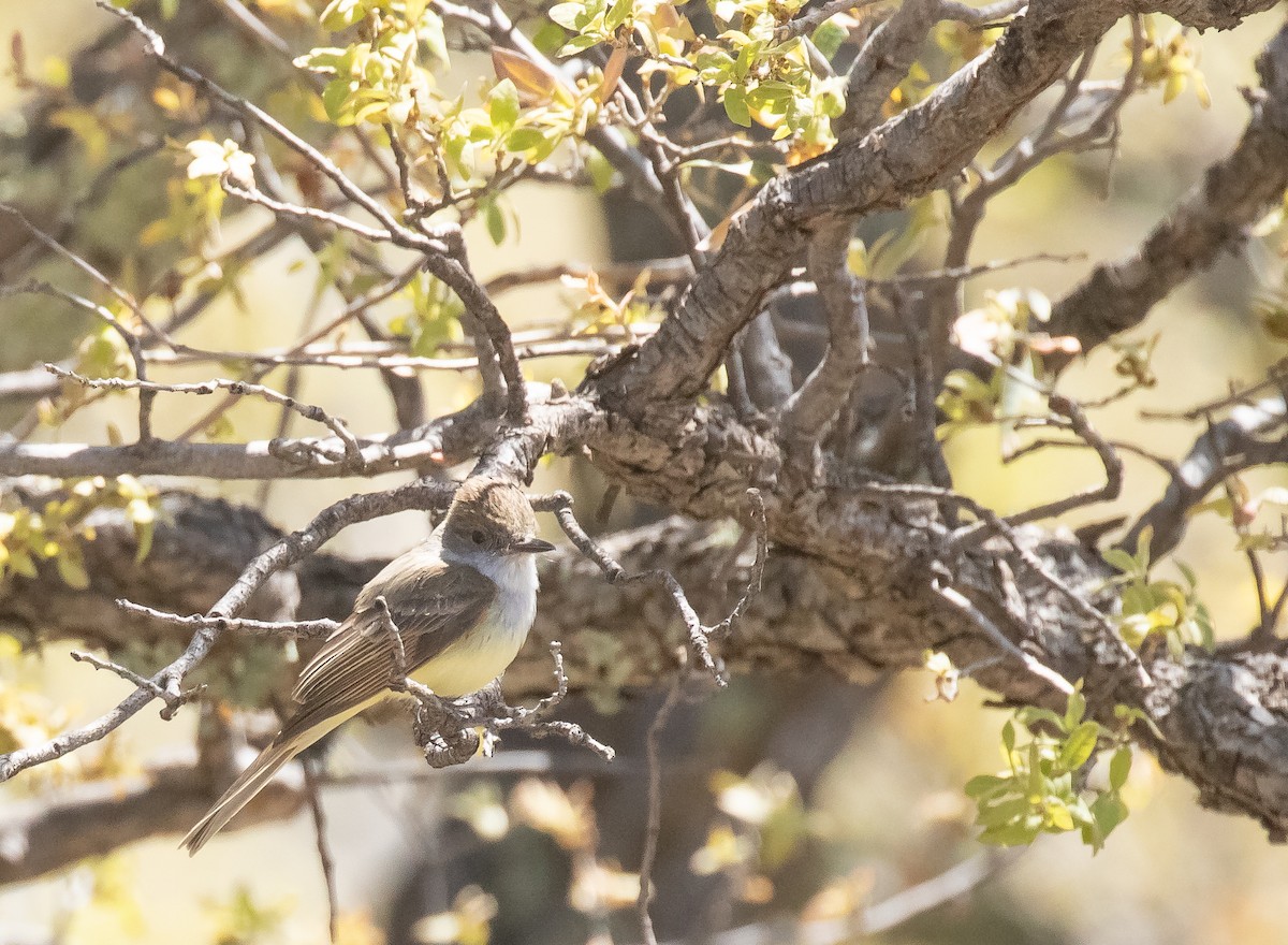 Dusky-capped Flycatcher - ML618695425