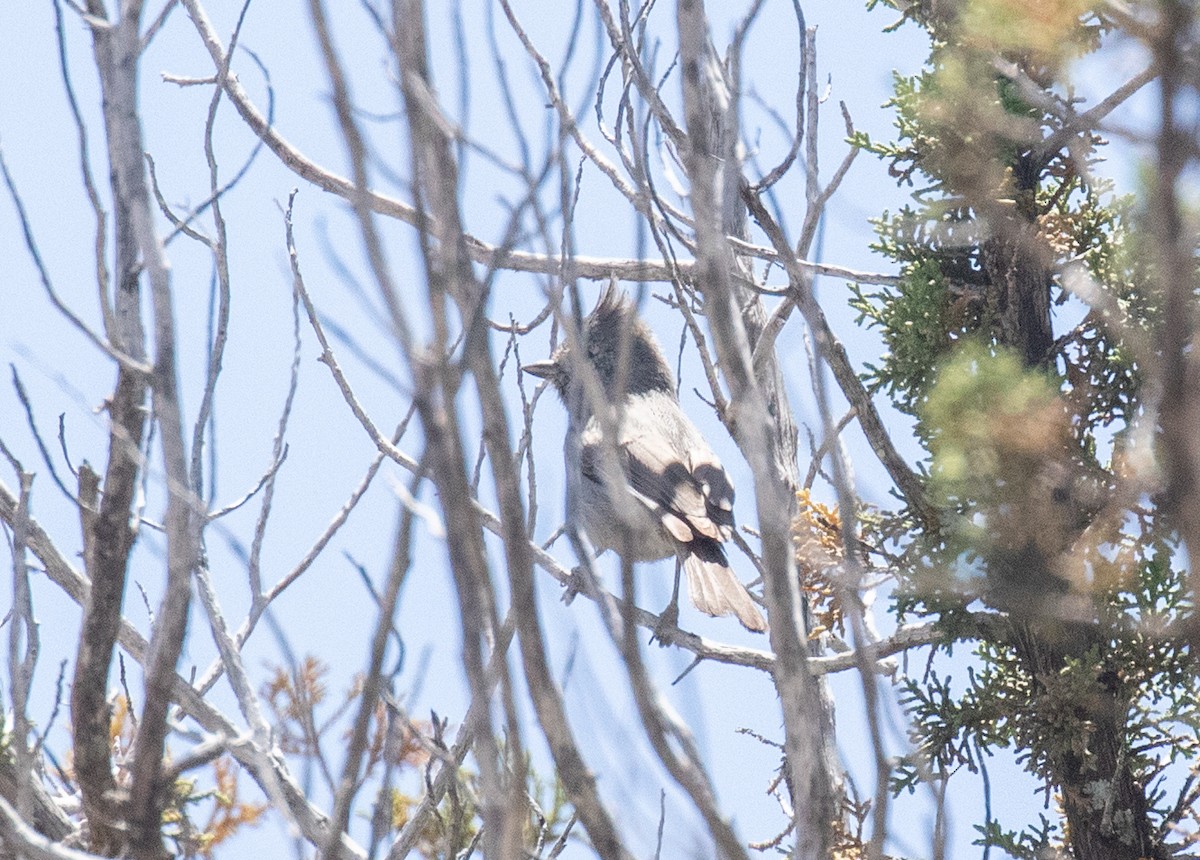 Juniper Titmouse - ML618695430