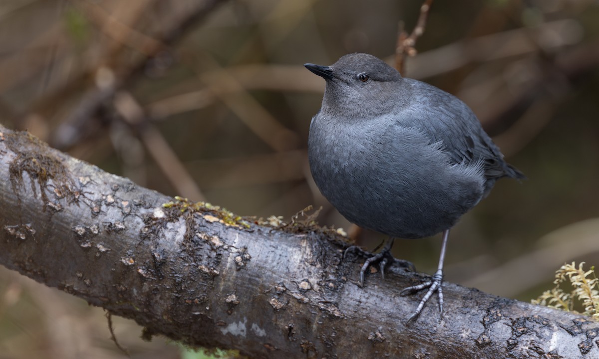 American Dipper - Zak Pohlen