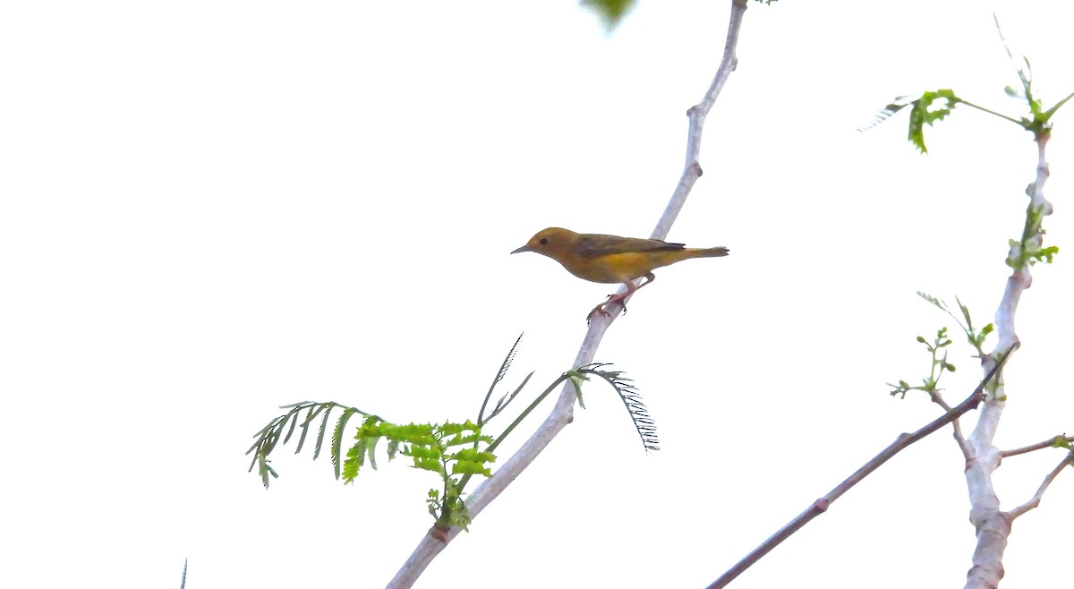 Yellow Warbler - ML618695480